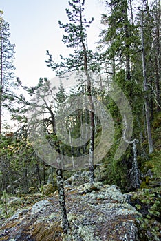 Pine Forest in Lapland