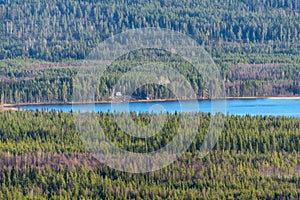Pine Forest in Lapland