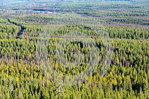 Pine Forest in Lapland