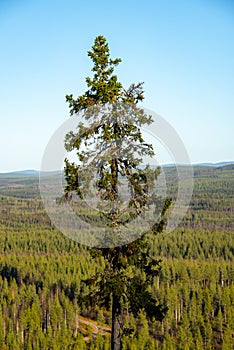Pine Forest in Lapland