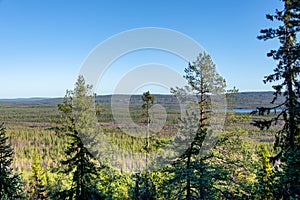 Pine Forest in Lapland