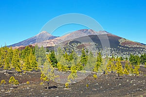 view of pine forest on lava rocks at the Teide National Park in Tenerife, Spain