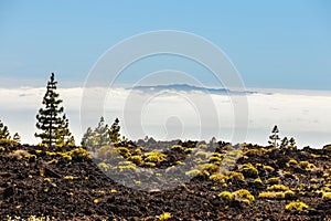 view of pine forest on lava rocks at the Teide National Park in Tenerife, Spain