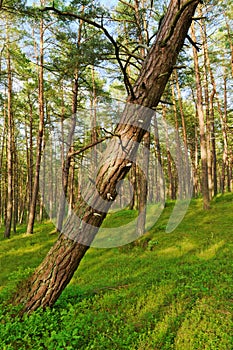 Scots or scotch pine Pinus sylvestris forest with a leaning tree on the foreground.