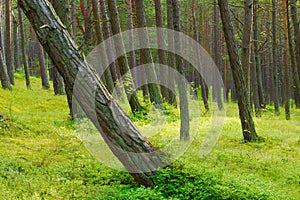 Scots or scotch pine Pinus sylvestris forest with a leaning tree on the foreground.