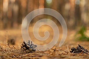 Pine forest light background bokeh