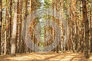 Pine forest light trail background