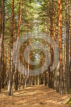 Pine forest light trail background