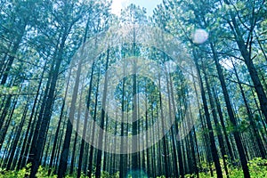 Pine forest from low angle view