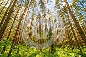 Pine forest low perspective wide angle panorama