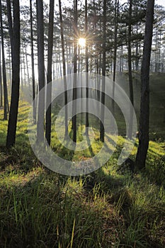 In the pine forest with magic of the sunlight, sunrays and green grass at sunrise part 2