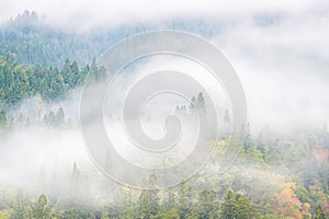 Pine Forest Misty background