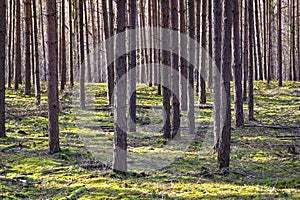 Pine forest, monoculture, in Brandenburg, Germany