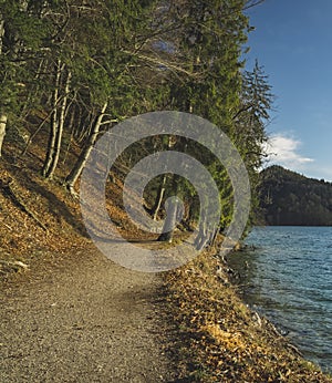 Pine forest moody scenery landscape dirt trail along lake peaceful waters coast line beautiful atmospheric place for walking and