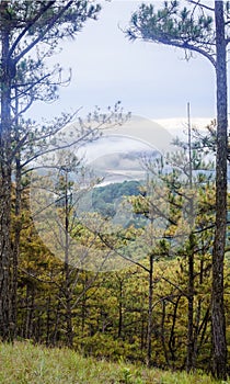 Pine forest in the morning