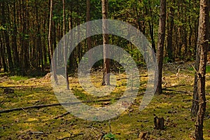 Pine forest with mossy floor in Ermenonville, France