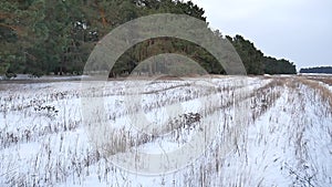 Pine forest motion winter christmas tree snow field in winter nature beautiful landscape