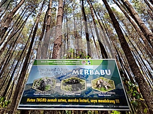 pine forest in Mount Merbabu National Park