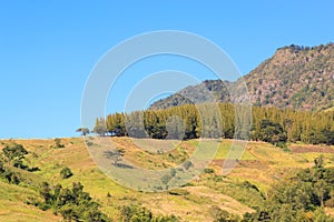 Pine forest on mountain