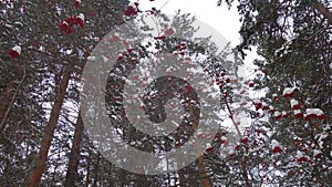 Pine forest and mountain ash in winter