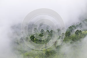 Pine forest on the mountain after raining with the fog