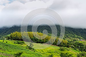 Pine forest on the mountain