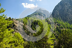 Pine forest in the mountains. Samaria Gorge Crete, Greece. Beautiful mountain landscape.