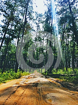 Pine forest and a muddy road at Daringbadi, Orissa