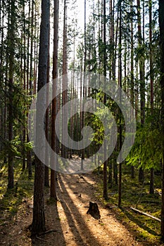 Pine forest in the national park Repovesi, Finland