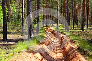 Pine forest.Natural landscape.