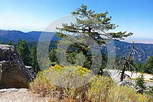 Pine Forest near Shaffer Butte, Idaho