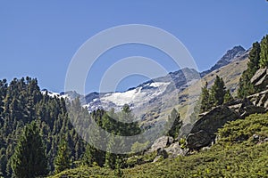 Pine forest in Obergurgl