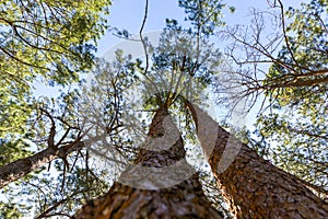 The pine forest often appears in high mountains. Under khasiya Pine Pinus kesiya with worm eye view concept. Old large tree in t photo