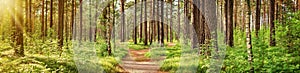 Pine forest panorama