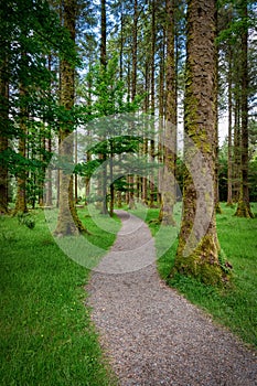 Pine Forest Path