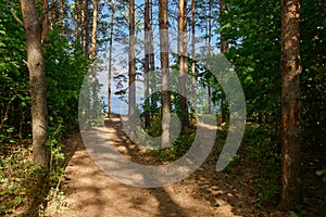 Pine forest with a path to the river
