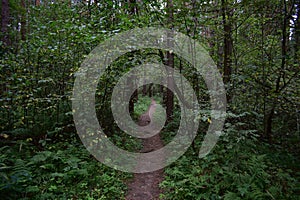 Pine forest. A path in a wooded area. Rowan bushes. Ferns. Green grass. Moss