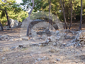 Pine forest in Phaselis