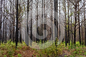 Pine forest Phu kradueng mountain in Loei in Thailand Resurrected after