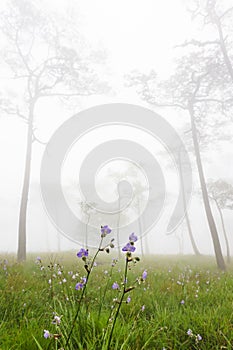 Pine forest, Phu Soi Dao national park, Thailand