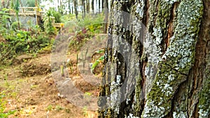 pine forest, with a pine tree texture foreground