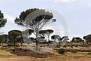 Pine forest (Pinus pinea) with Massif des Maures, Provence, Southern France