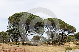 Pine forest (Pinus pinea), Provence, Southern France photo