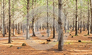 Pine Forest Plantation on a misty morning in Cape Town