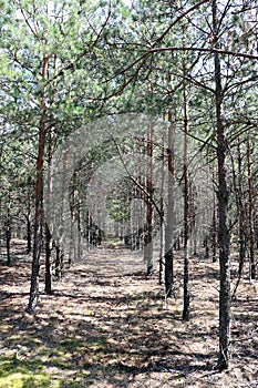 Pine forest planting vertical