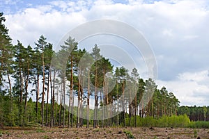Pine forest. Poland