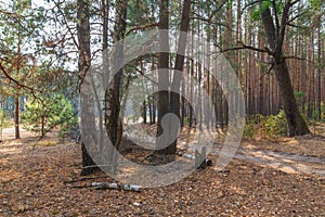 Pine forest in Polesie in Ukraine