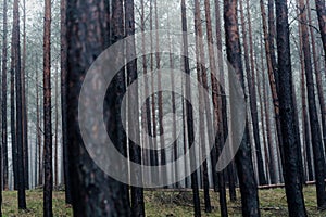 Pine forest at Polish seaside