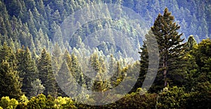 Pine Forest During Rainstorm Lush Trees photo