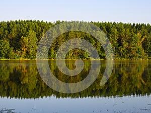 Pine forest reflection